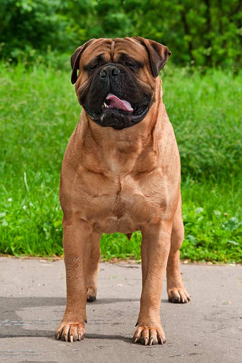 Bullmastiff 