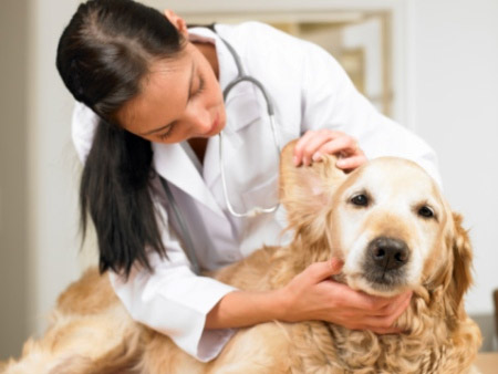 Cachorro Com Sarna Recebendo Atendimento da Veterinária