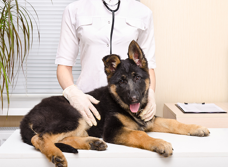 Cachorro Com Sarna no Veterinário