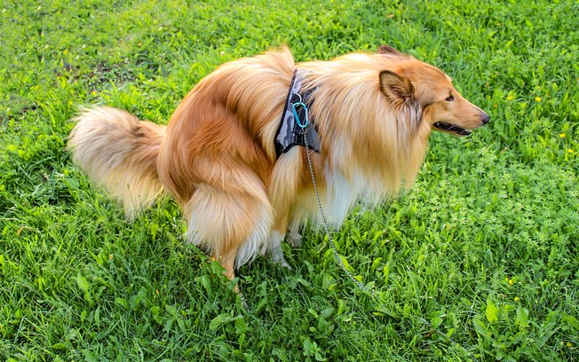 Cachorro Fazendo Fezes ao Ar Livre