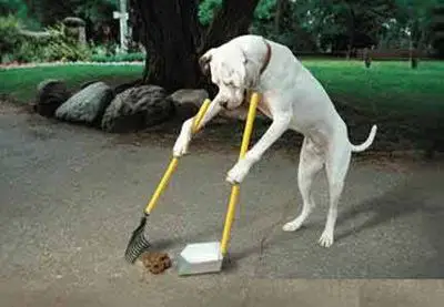 Cachorro Limpando Suas Fezes Com um Apa 