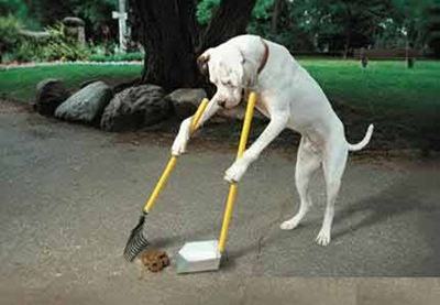 Cachorro Limpando Suas Fezes Com um Apa