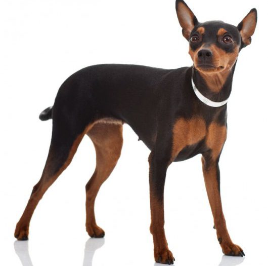 Alimentação do Cachorro Pinscher O Que Eles Comem? Mundo Ecologia