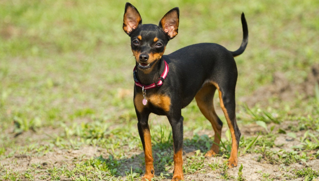 Cachorro Pinscher na Grama