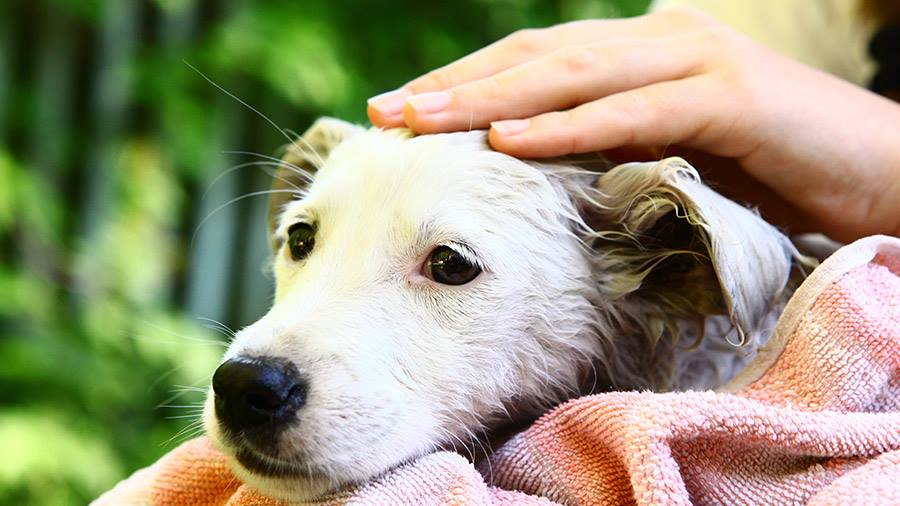 Cachorro Recém Curado da Sarna