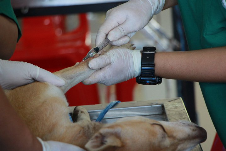 Cachorro Tomando Injeção Contra Sarna