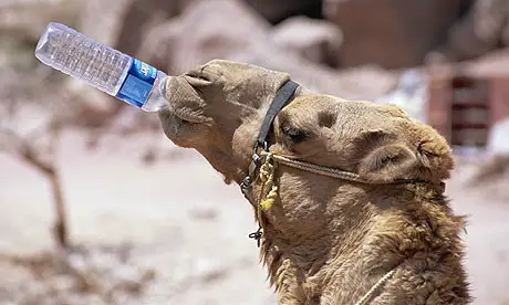Camelo Flagrado Tomando Água de Garrafinha