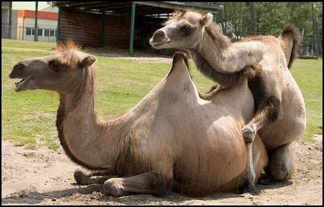 Camelo Tentando se Acasalar