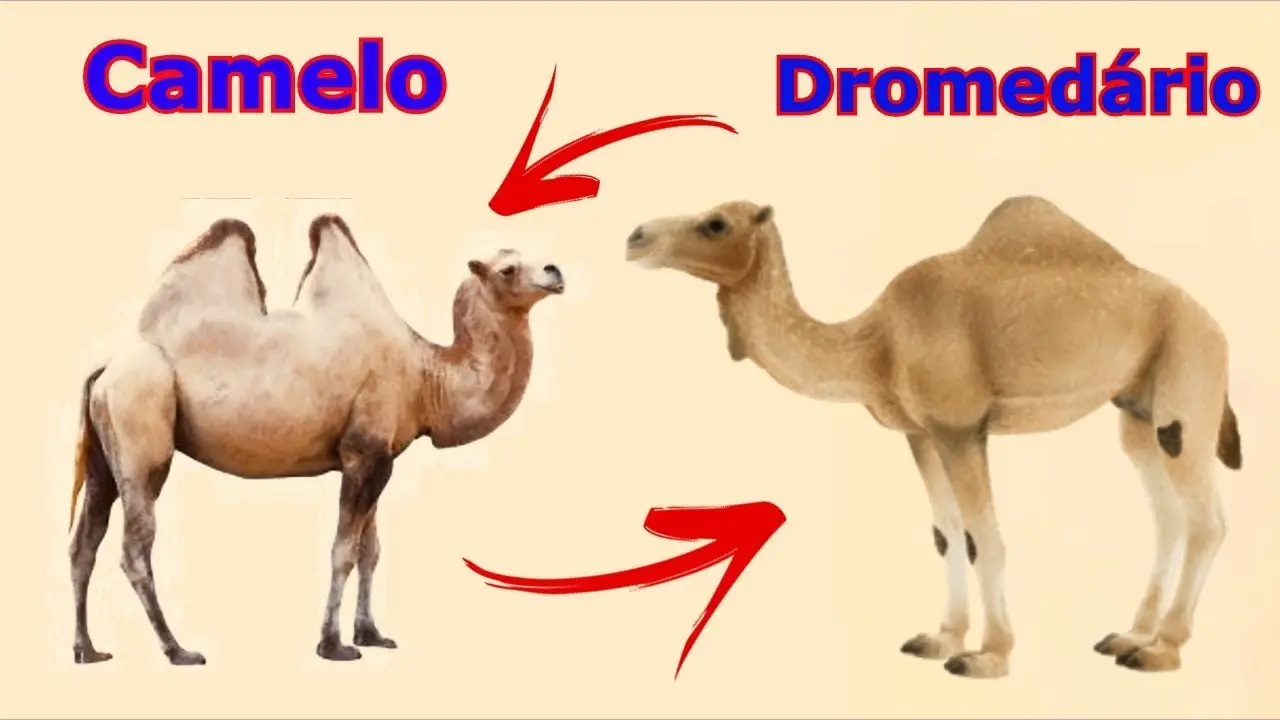 Camelo e Dromedário 