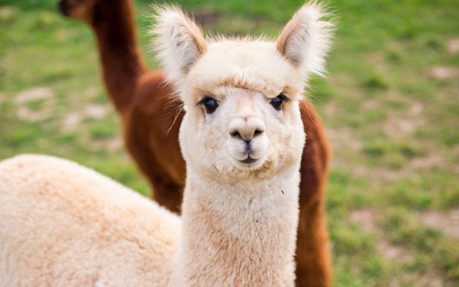 Camelos Alpacas