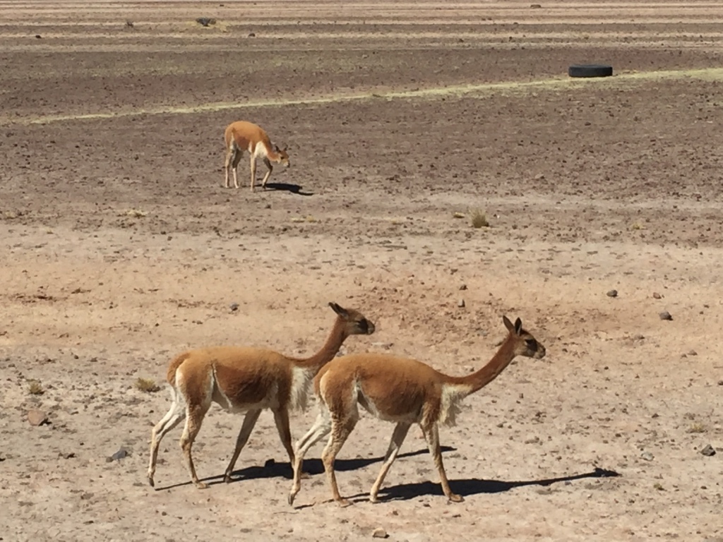 Camelos Vicunhas