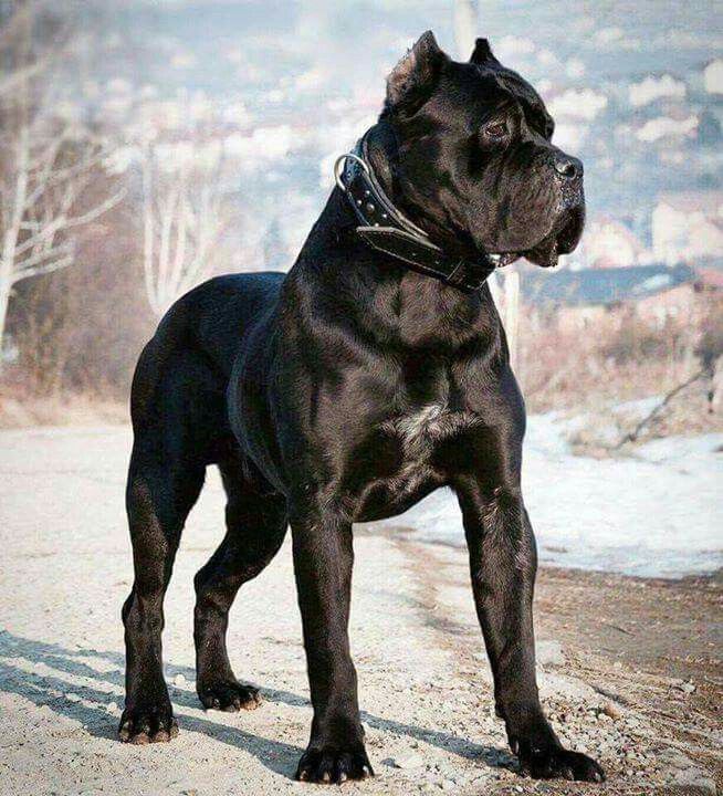 Cane Corso 