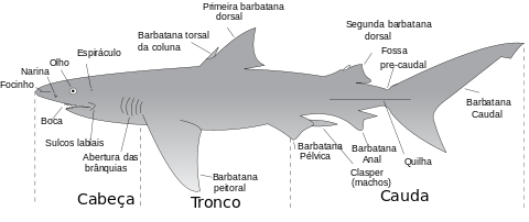 Características Físicas Do Tubarão 