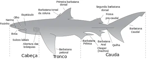 Características Físicas Do Tubarão
