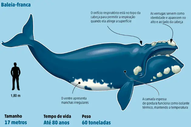 Características Físicas da Baleia Franca do Atlântico Norte