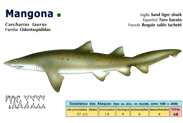 Características Físicas do Tubarão Mangona