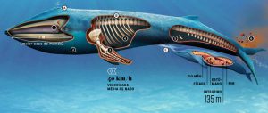 Baleia Azul: Curiosidades, Hábitos, Habitat, Tamanho e Fotos | Mundo ...