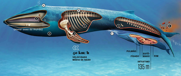 Características da Baleia Azul