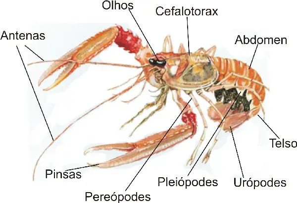 Características de um Crustáceo 