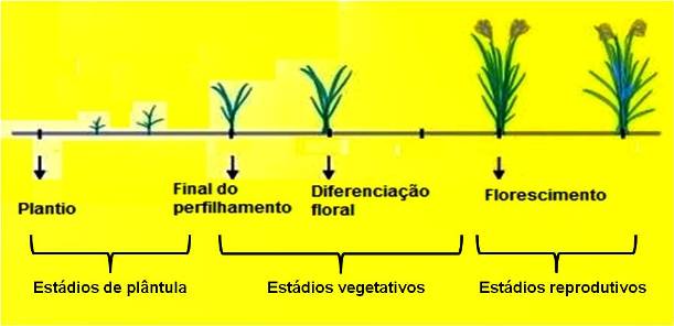 Características do Arroz (Oryza sativa)