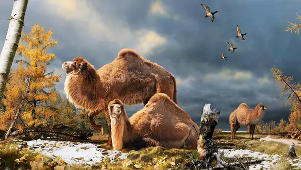 Casal de Camelo 