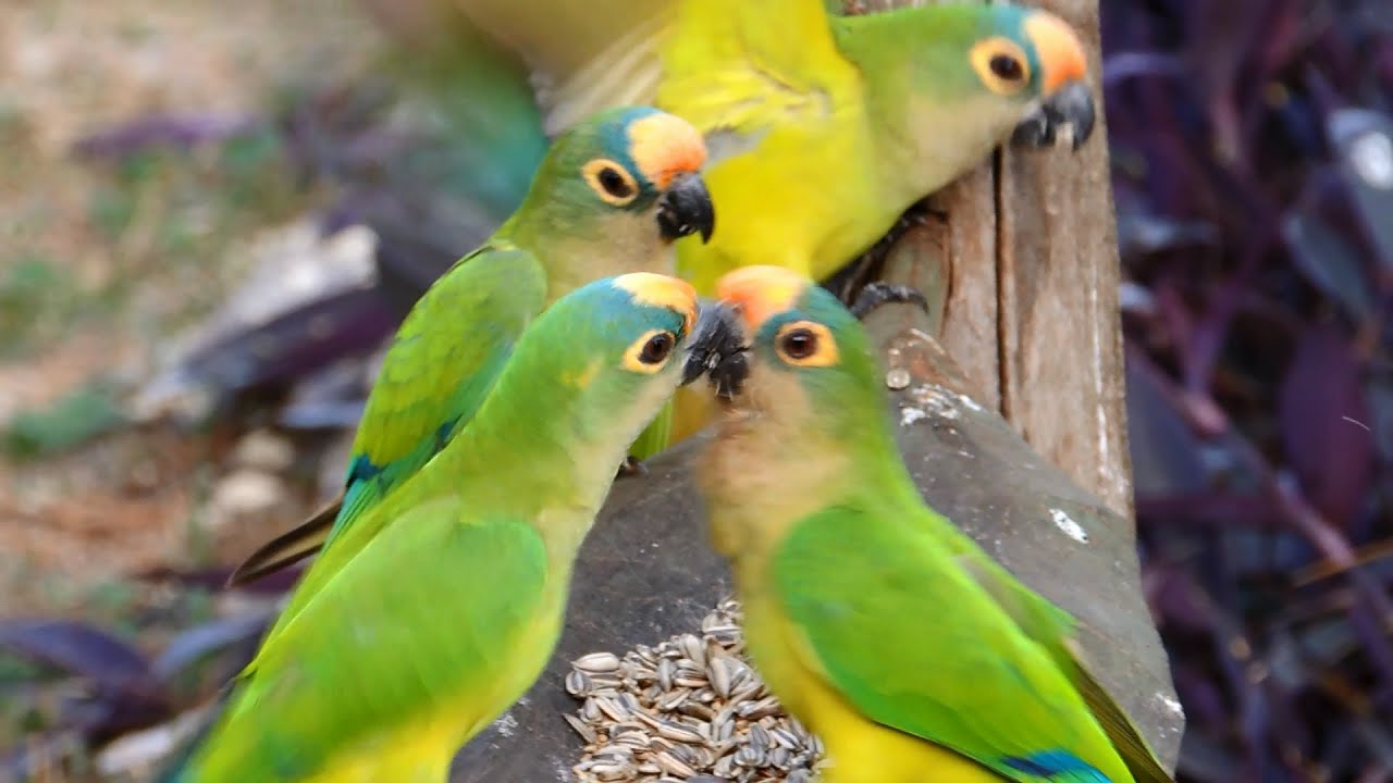 Casal de Periquito Jandaia 