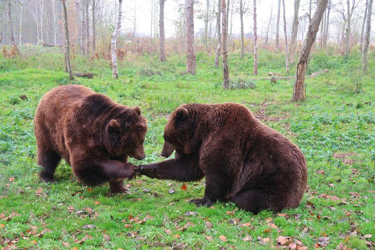 Urso Pardo Tamanho Curiosidades Peso Onde Vive E Fotos Mundo Ecologia urso-pardo-tamanho-curiosidades-peso-onde-vive-e-fotos-mundo-ecologia
