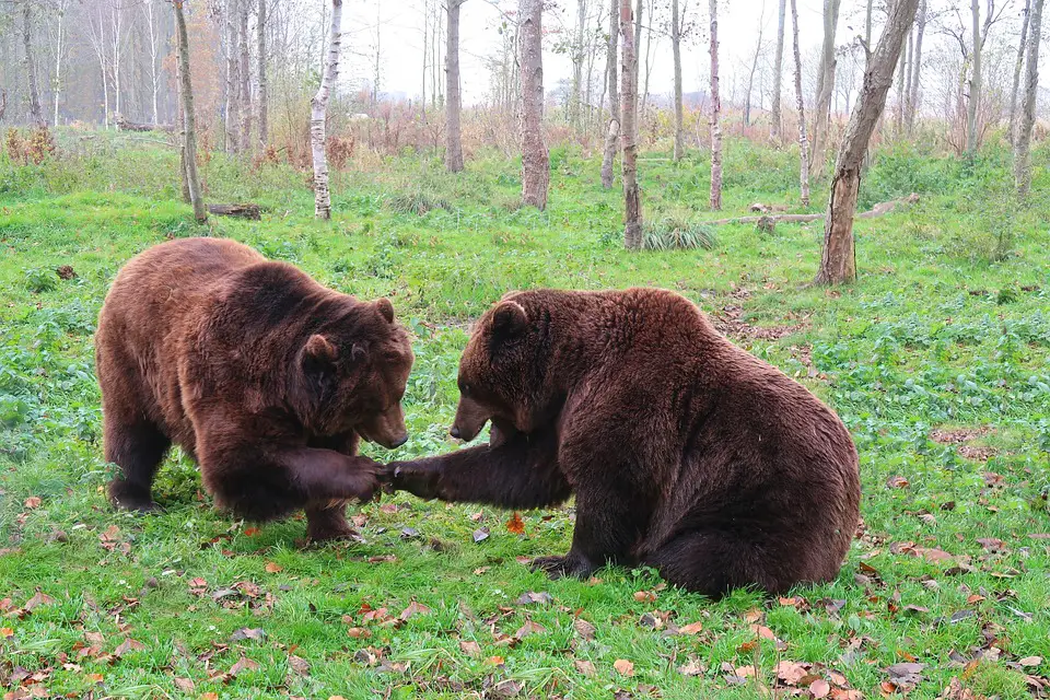 Casal de Urso Pardo na Floresta