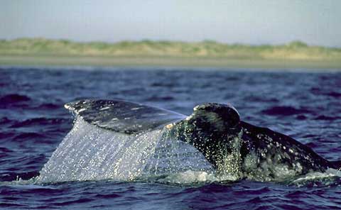 Cauda da Baleia Cinzenta