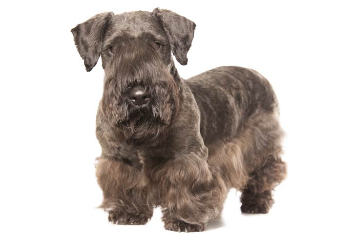  Cesky Terrier