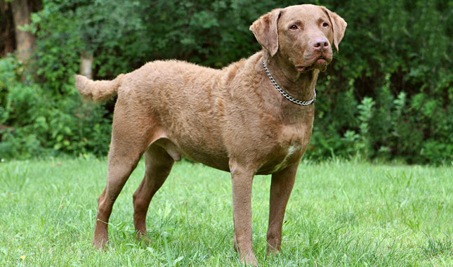 Chesapeake Bay Retriever