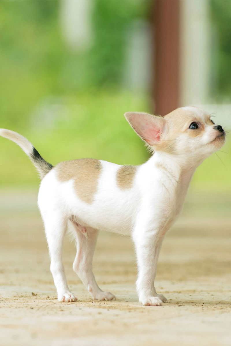 Chihuahua de Teacup
