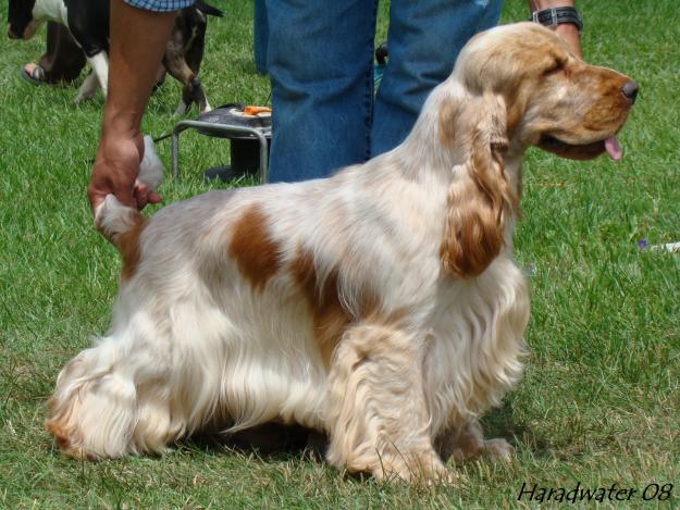 Cocker Spaniel Americano - Pelagem 