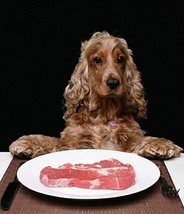 Cocker Spaniel Comendo 