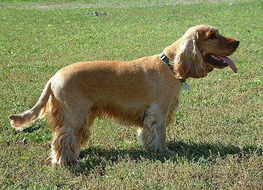 Cocker Spaniel Fotografado na Grama Com a língua de Fora