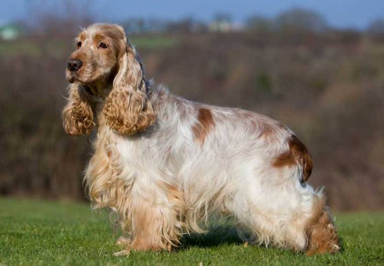 Lista de Tipos de Cocker Spaniel Com Nomes e Fotos