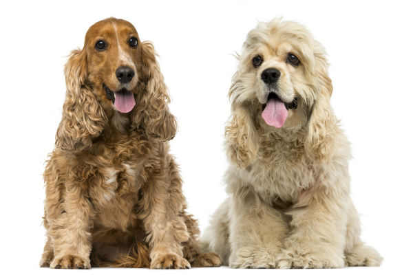 Curiosidades da Raça de Cachorros Cocker Spaniel
