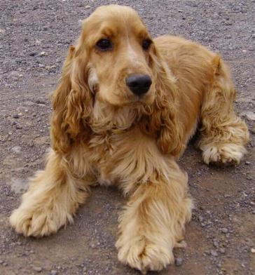 Cocker Spaniel Inglês no Chão