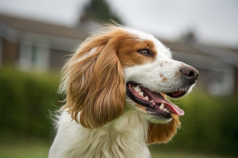 Cocker Spaniel Inglês