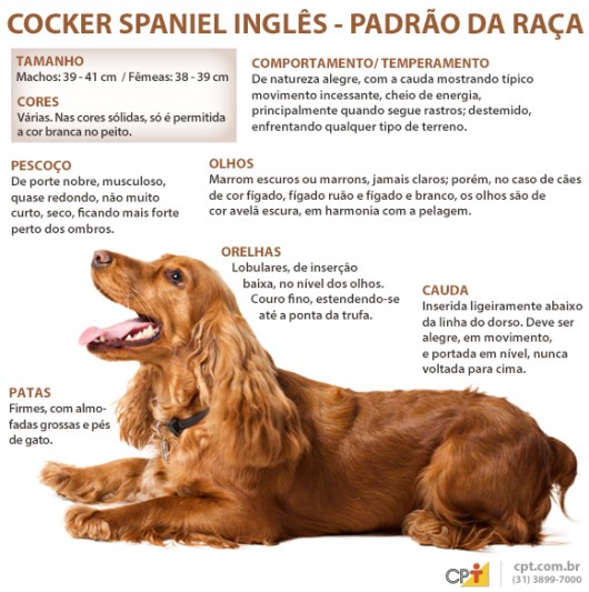 Cocker Spaniel - Padrão da Raça 