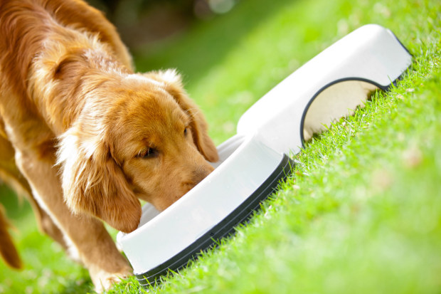 Alimentação do Cachorro Cocker Spaniel: O Que Eles Comem?