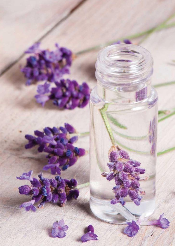 Perfume Alfazema para Atrair Homens Funciona?