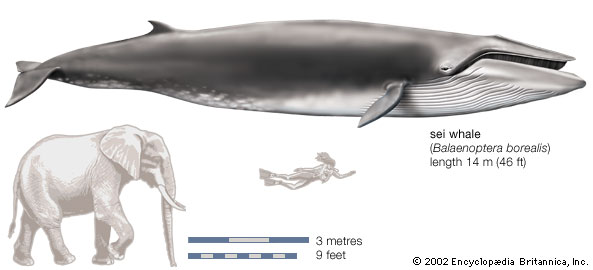Comparação de Tamanho da Baleia-Sei