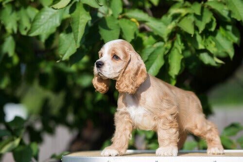 Comportamento do Cocker Spaniel: Ele é Dócil?
