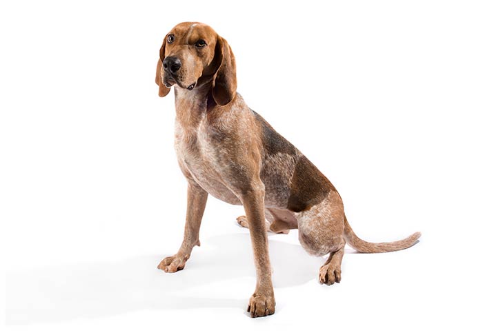 Coonhound