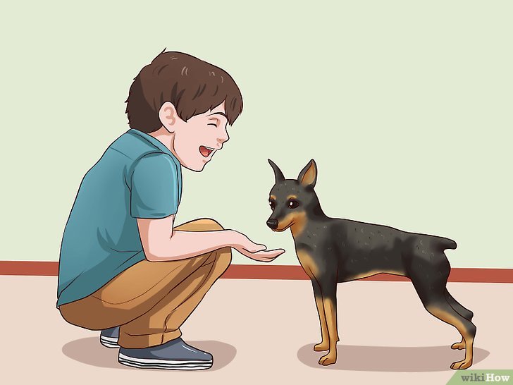 Cuidados Com O Pinscher