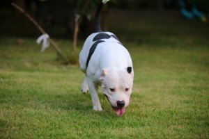 Cuidados com o seu Pitbull Branco