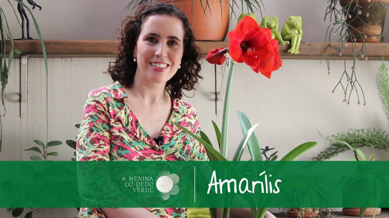 Cuidando de Amarílis