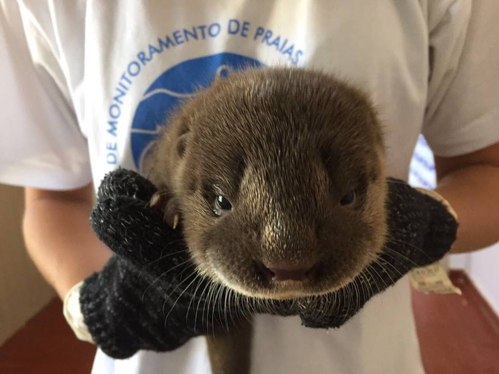 Cuidando de Filhote de Lontra 