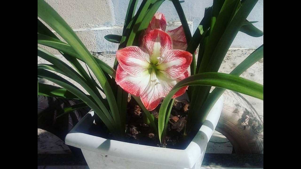 Cultivando a Amarílis no Vaso